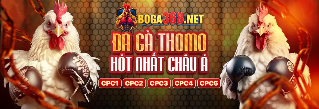 Hình ảnh tổng quan về đá gà casino 67