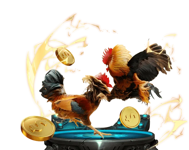 Luật chơi đá gà trực tiếp